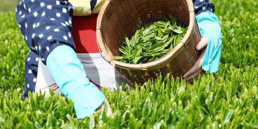 Matcha Health Benefits – 10 Reasons to Consume Matcha