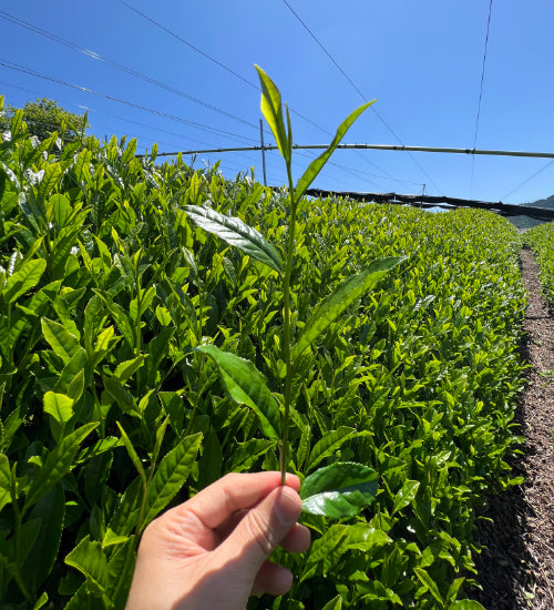 Hand holding a green tea leaf with green tea plants in the background